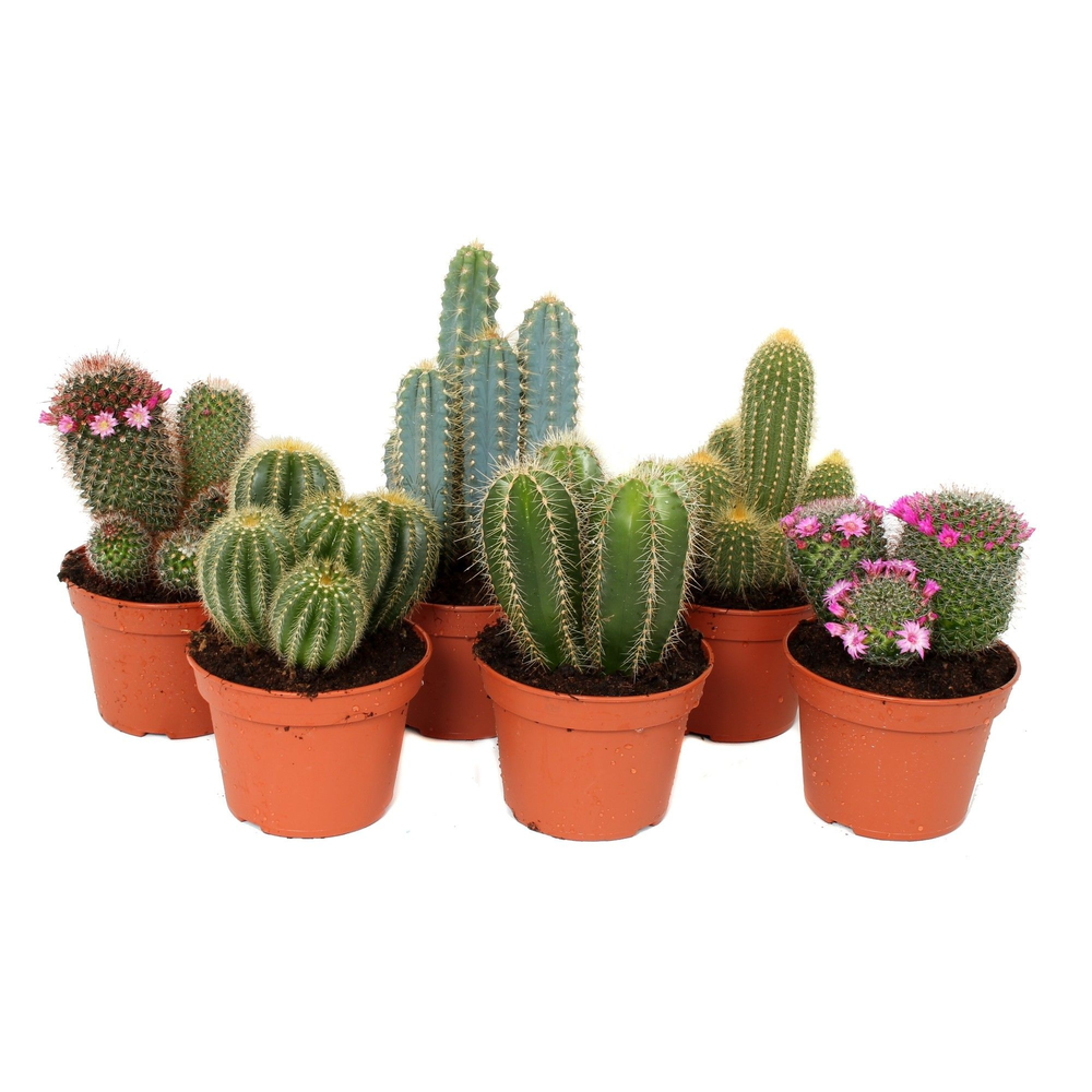 Cactus 15 cm mix.