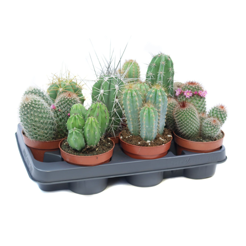 Cactus mix 10,5 cm.