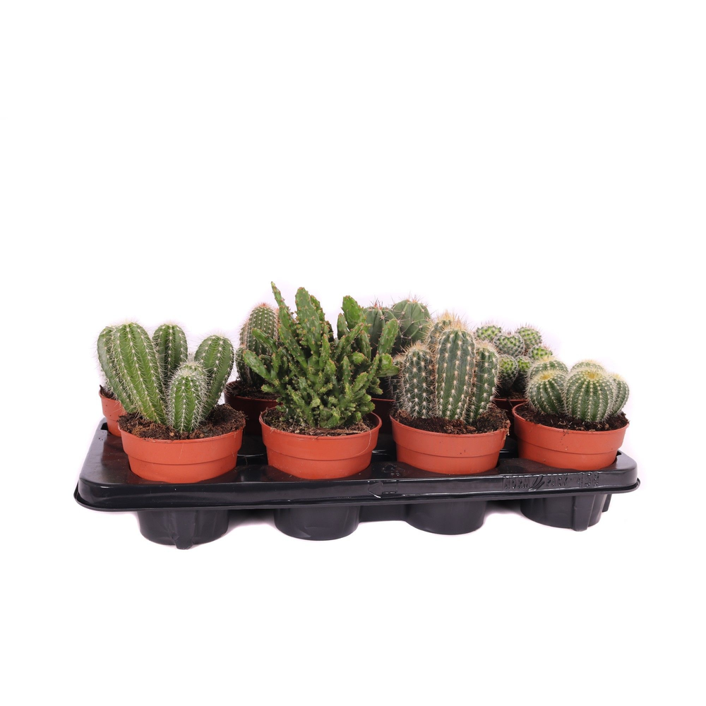 Cactus mix 12 cm.