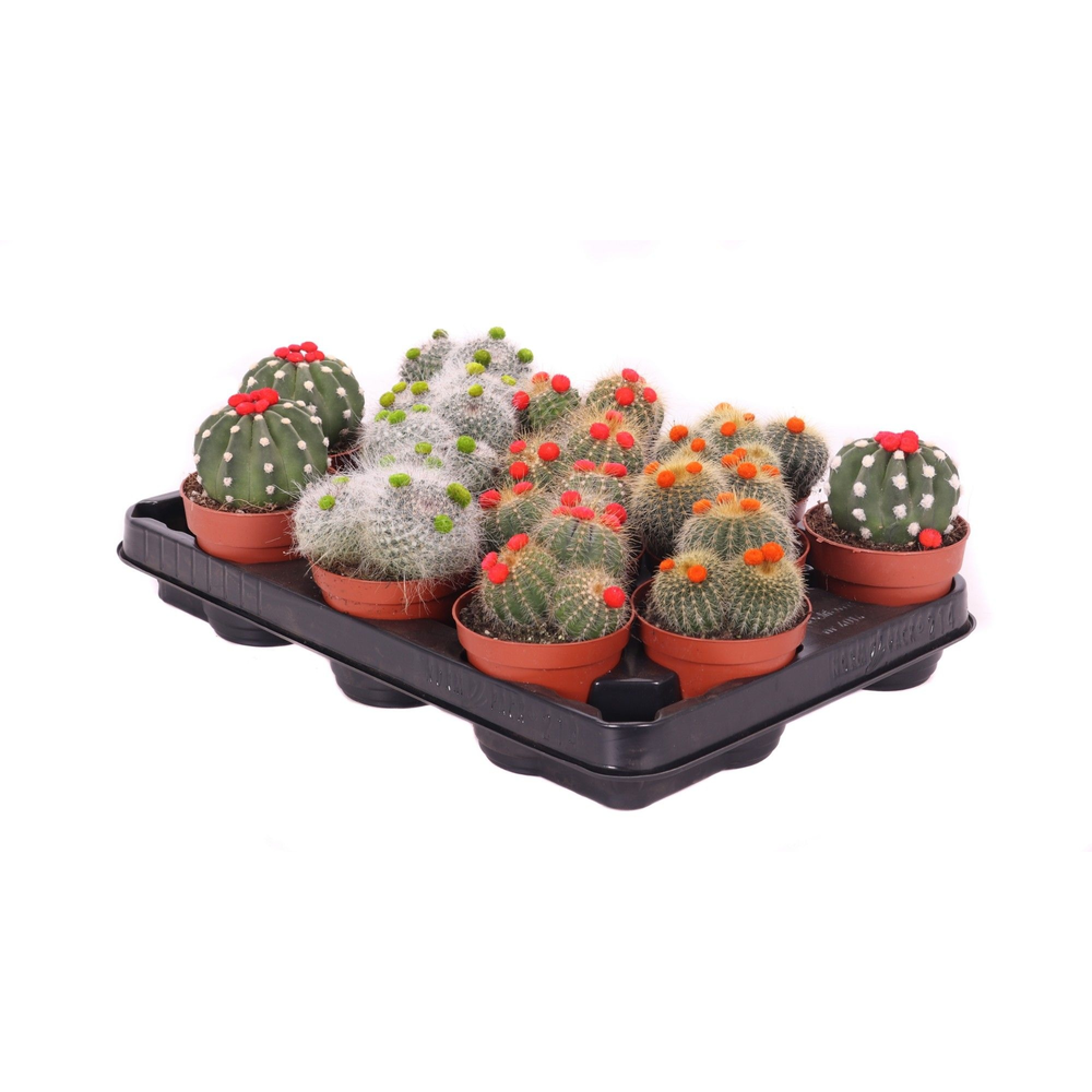 Cactus stro 8,5 cm.
