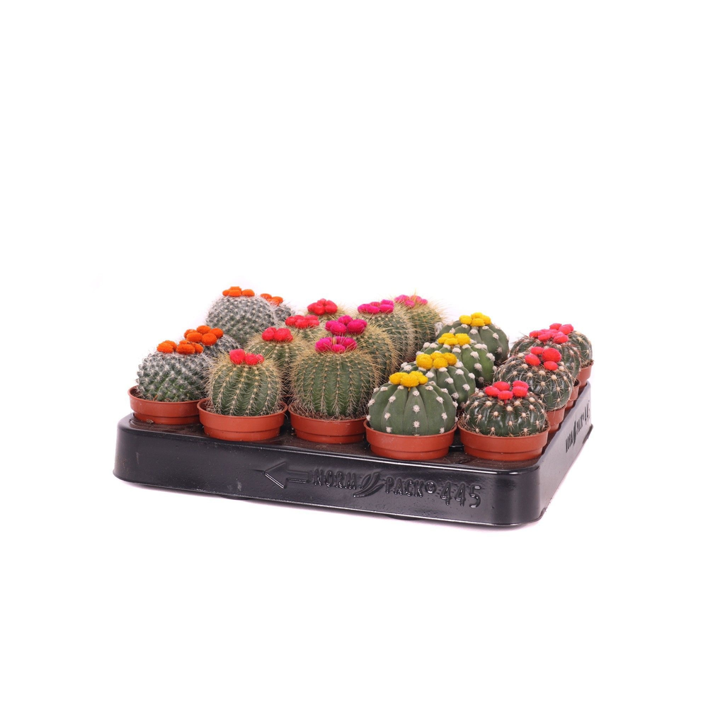 Cactus stro 5,5 cm.