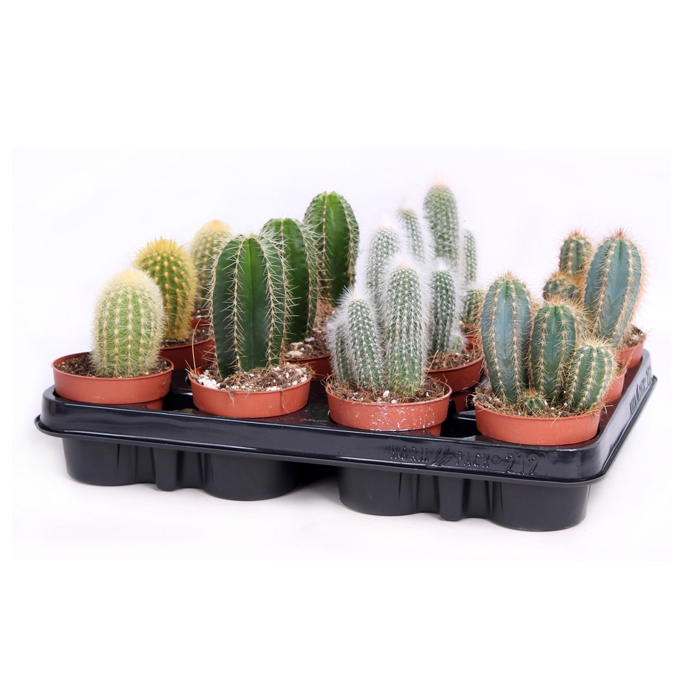 Cactus zuilen 8,5 cm.