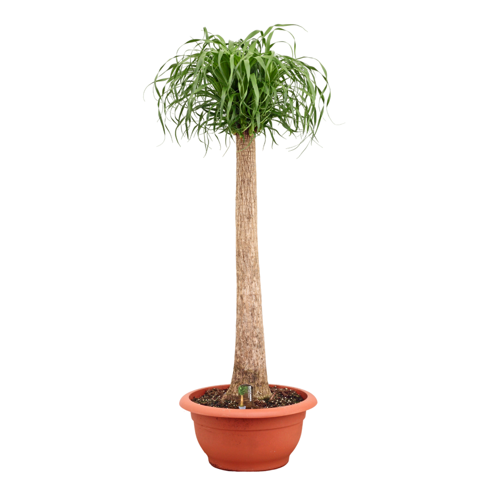 Beaucarnea recht 55 cm.