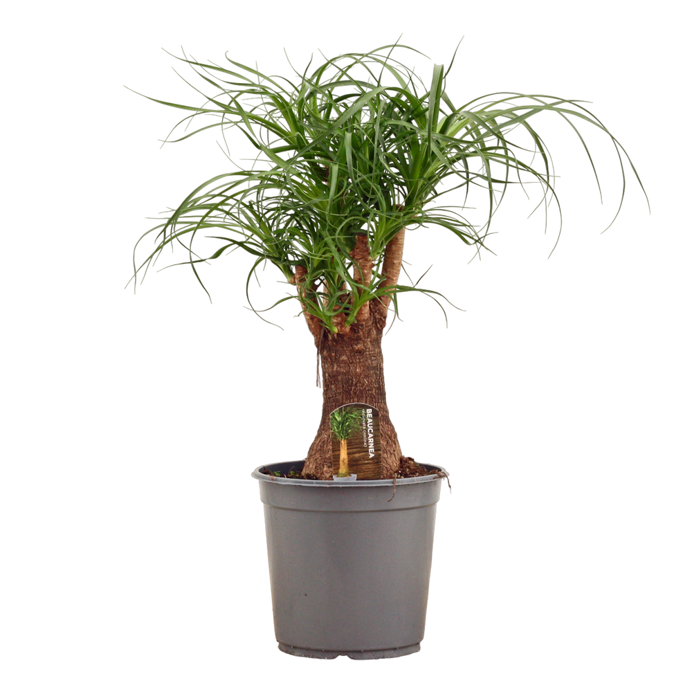 Beaucarnea vertakt 24 cm.