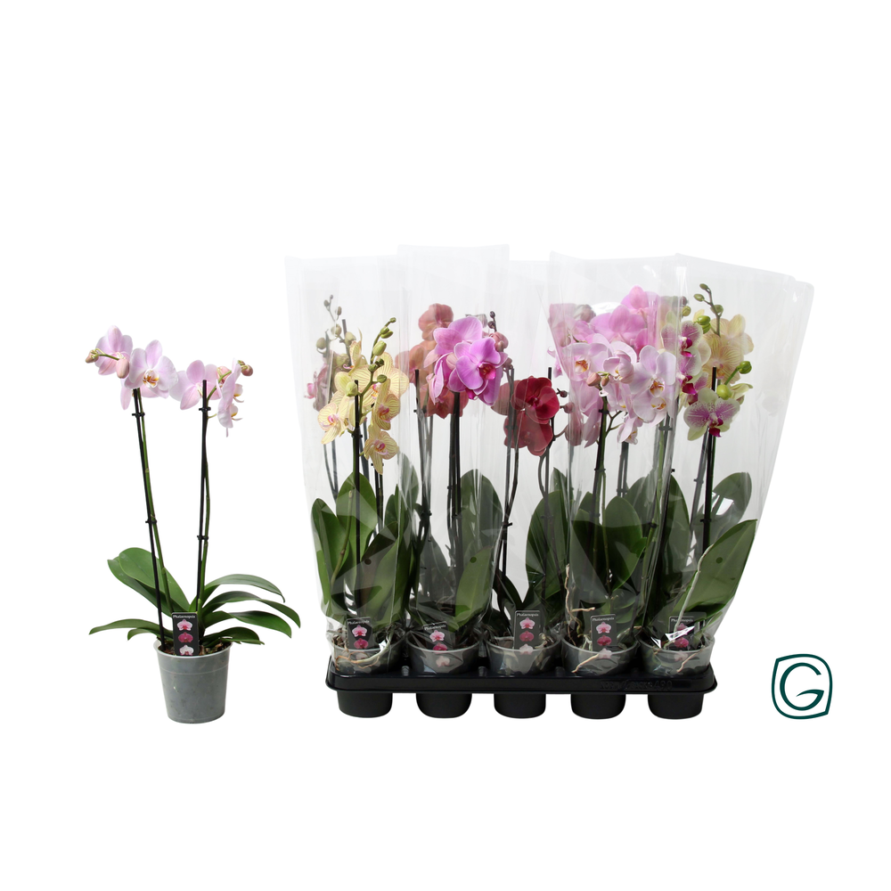 Phal. 2 tk mix 10+.