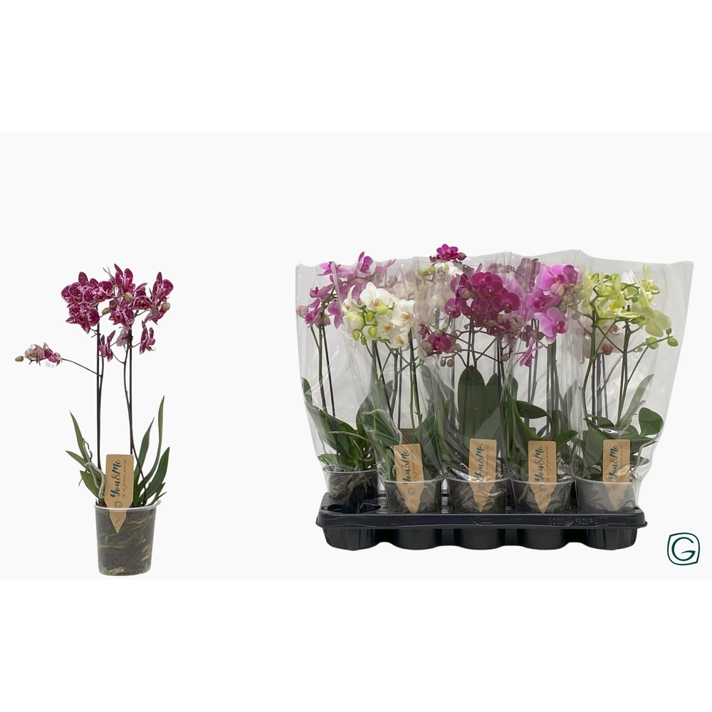 Multiflora 2tk mix 22+.