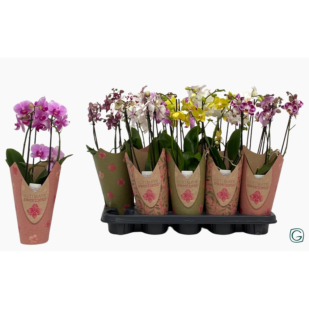 Multiflora 3tk mix potcover Ultimate Sweetness.