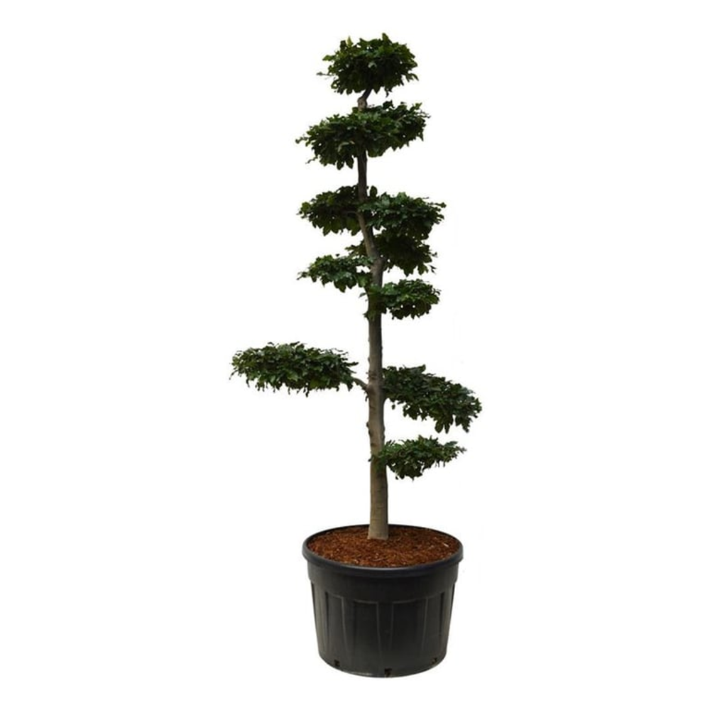 Fagus sylvatica.