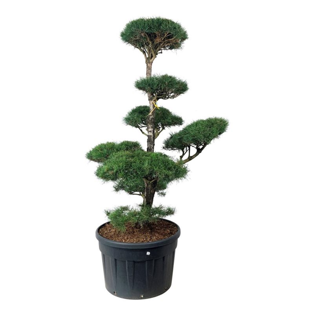Pinus sylvestris.