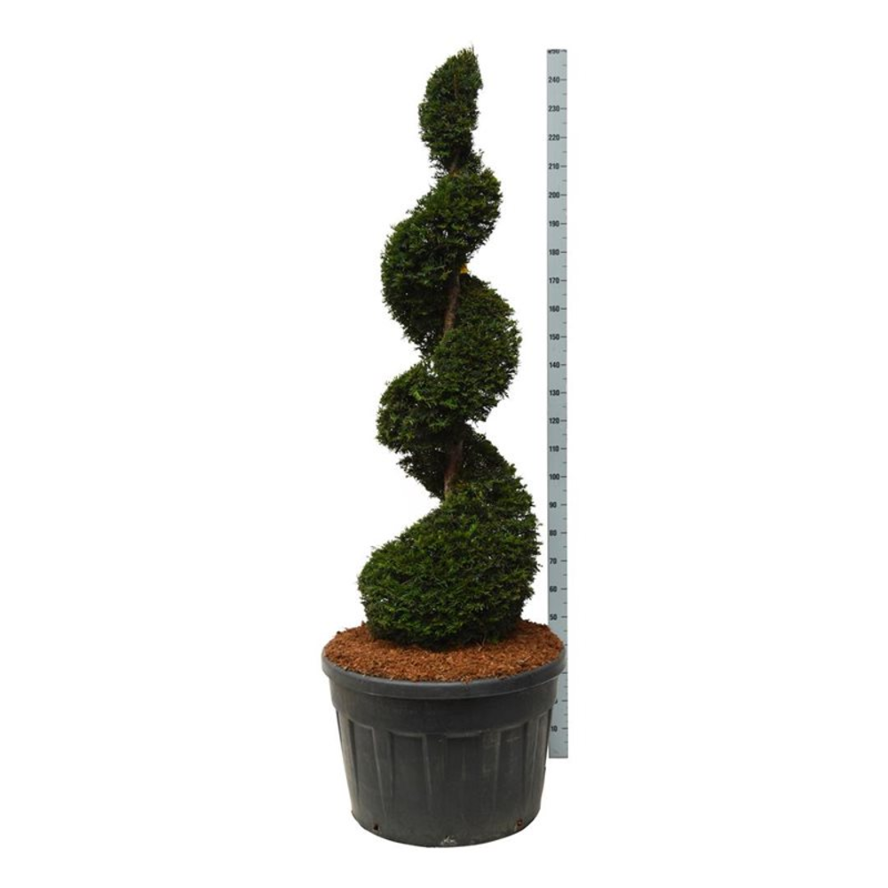 Taxus baccata.