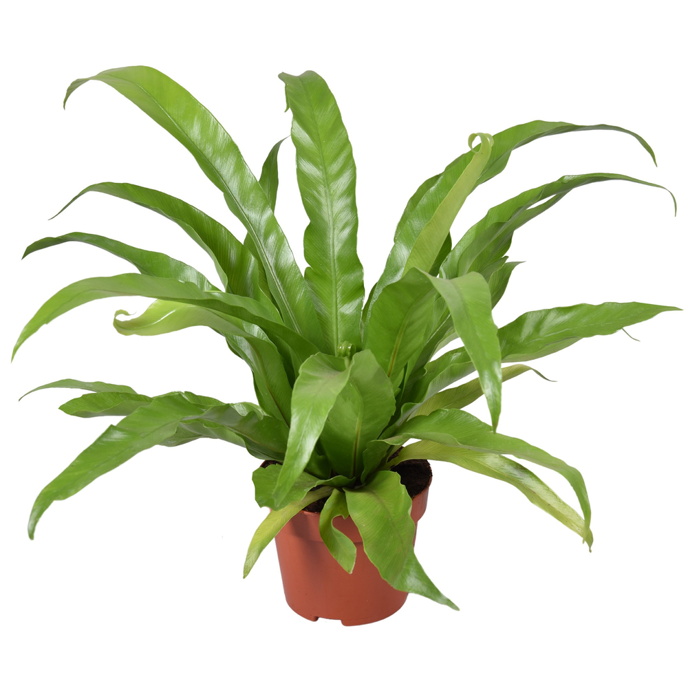 Asplenium Antiquum.