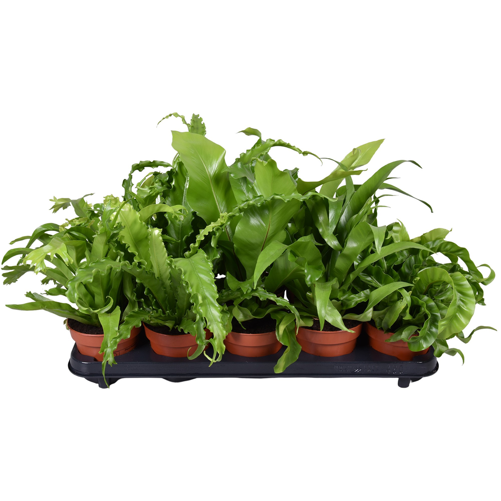 Asplenium Gemengd, minimaal 4 soorten.