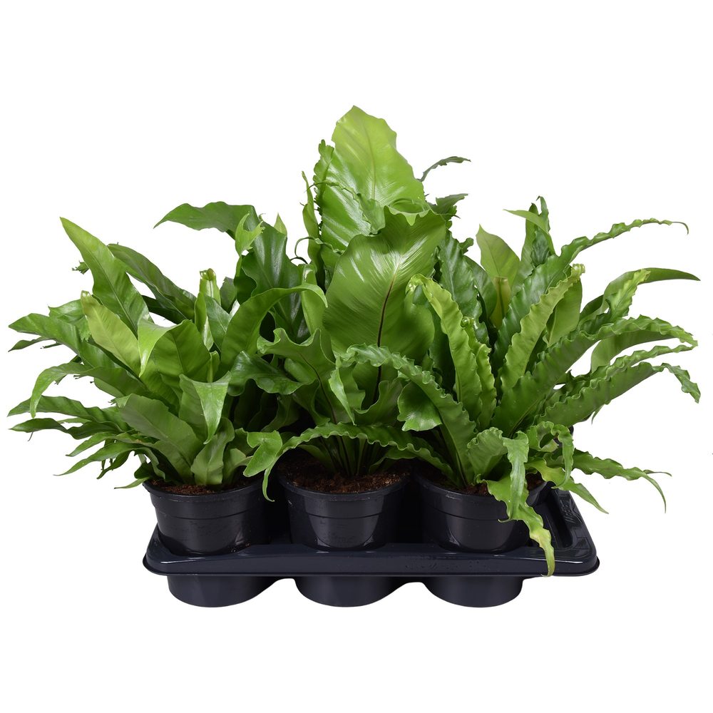 Asplenium Gemengd, minimaal 4 soorten.