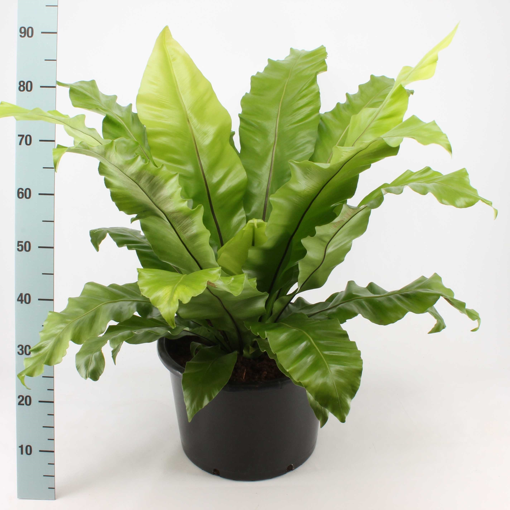 Asplenium nidus.