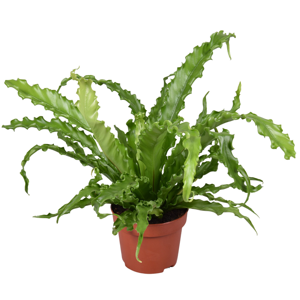 Asplenium Osaka.