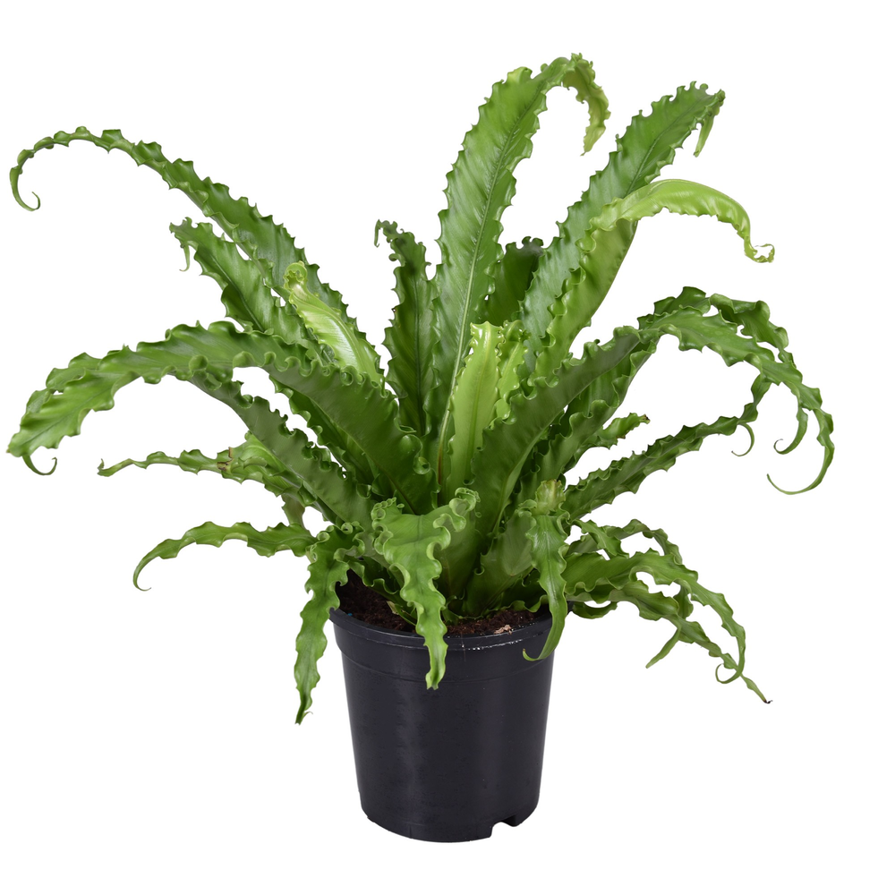 Asplenium Osaka.