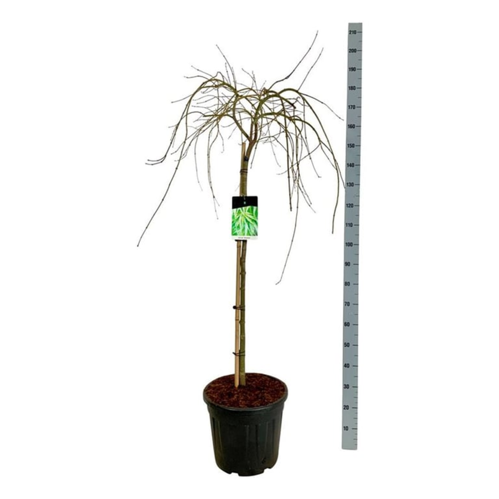 Acer pal. 'Dissectum'.