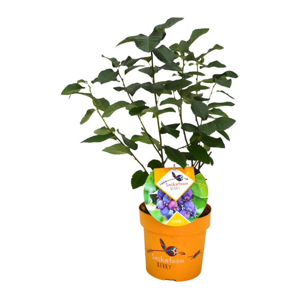 Amelanchier 'Saskatoon Berry' ®.