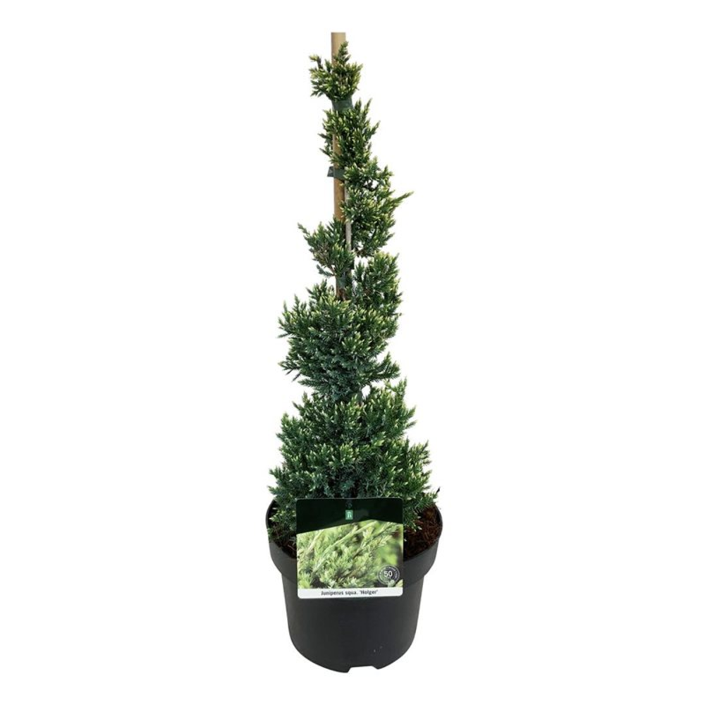 Juniperus sq. 'Holger'.