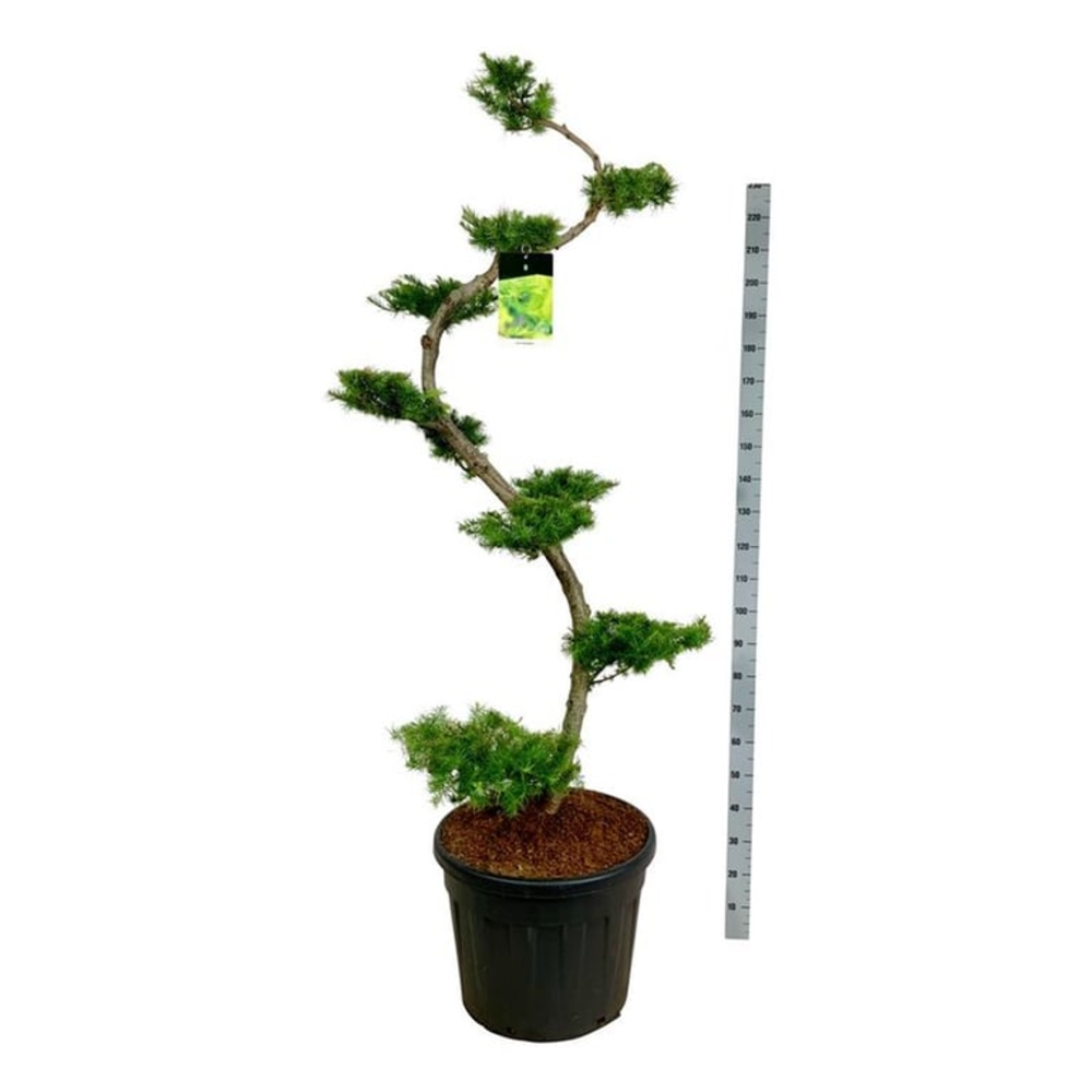 Larix kaempferi.