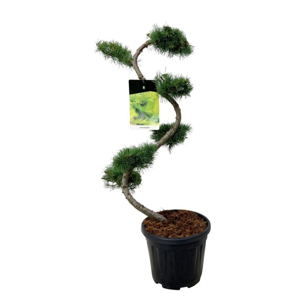 Larix kaempferi.