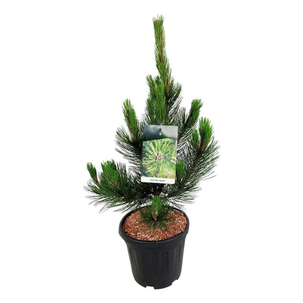 Pinus held. 'Satellit'.