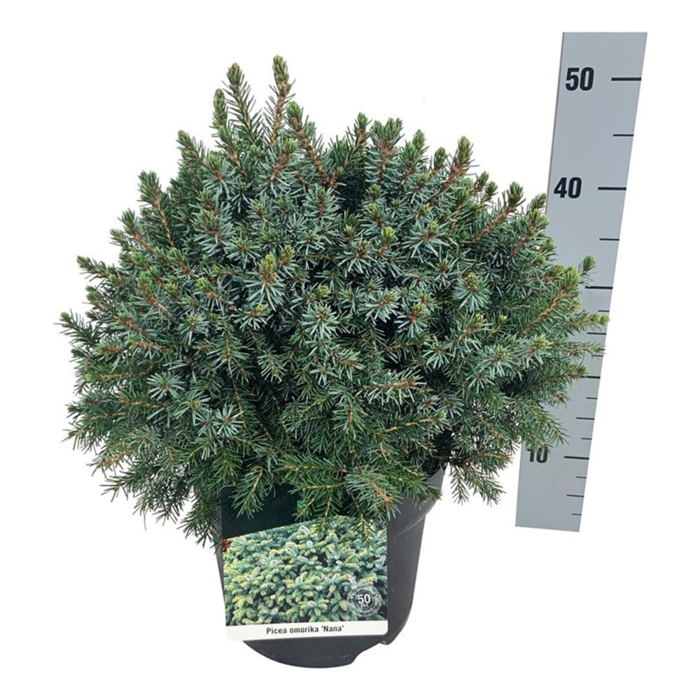 Picea omorika 'Nana'.