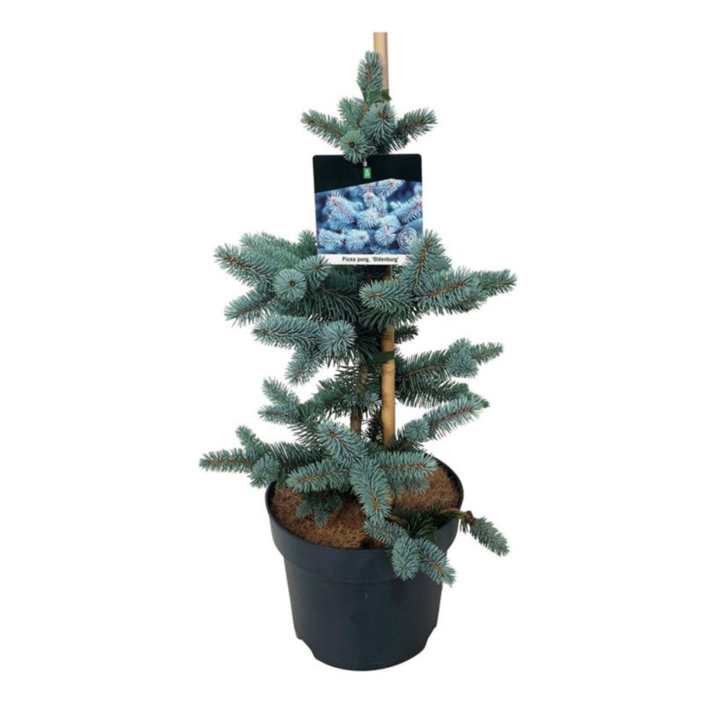 Picea pung. 'Oldenburg'.