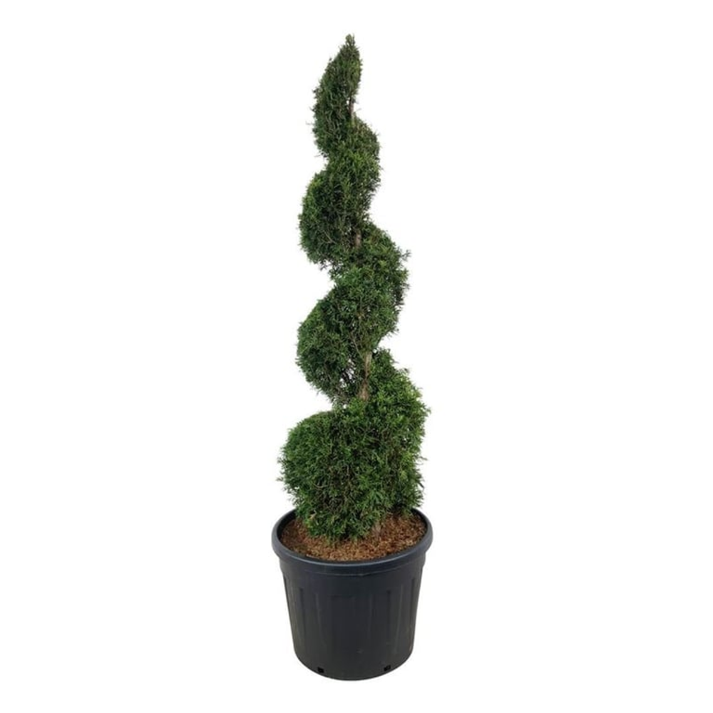 Thuja occ. 'Smaragd'.