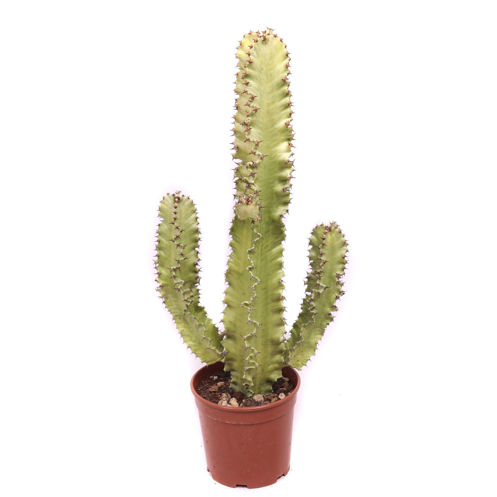 Euphorbia erytrea variegata 21 cm.