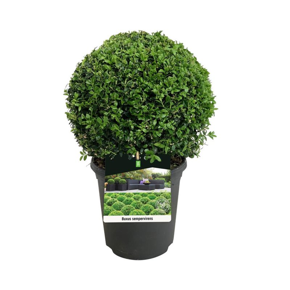 Buxus sempervirens.