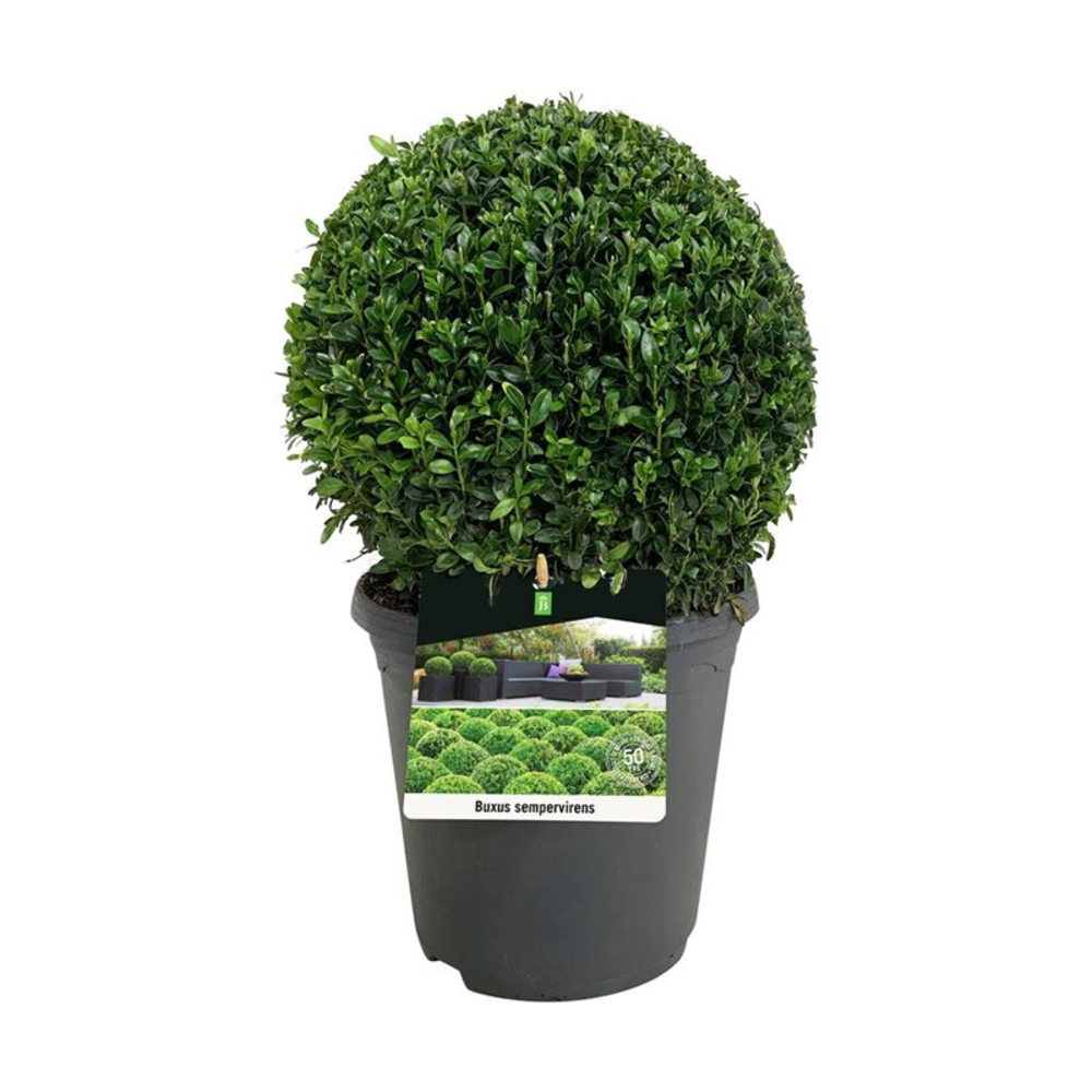 Buxus sempervirens.