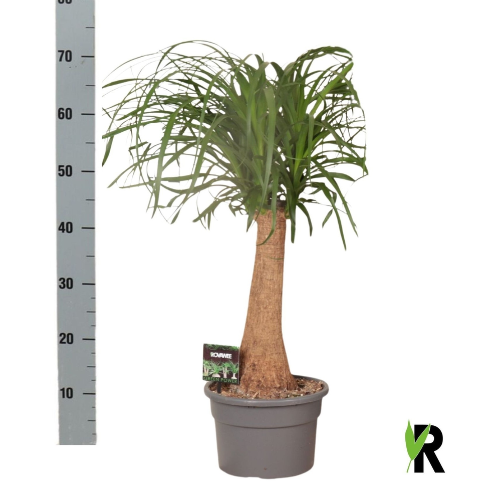 Beaucarnea rec. rechte stam.