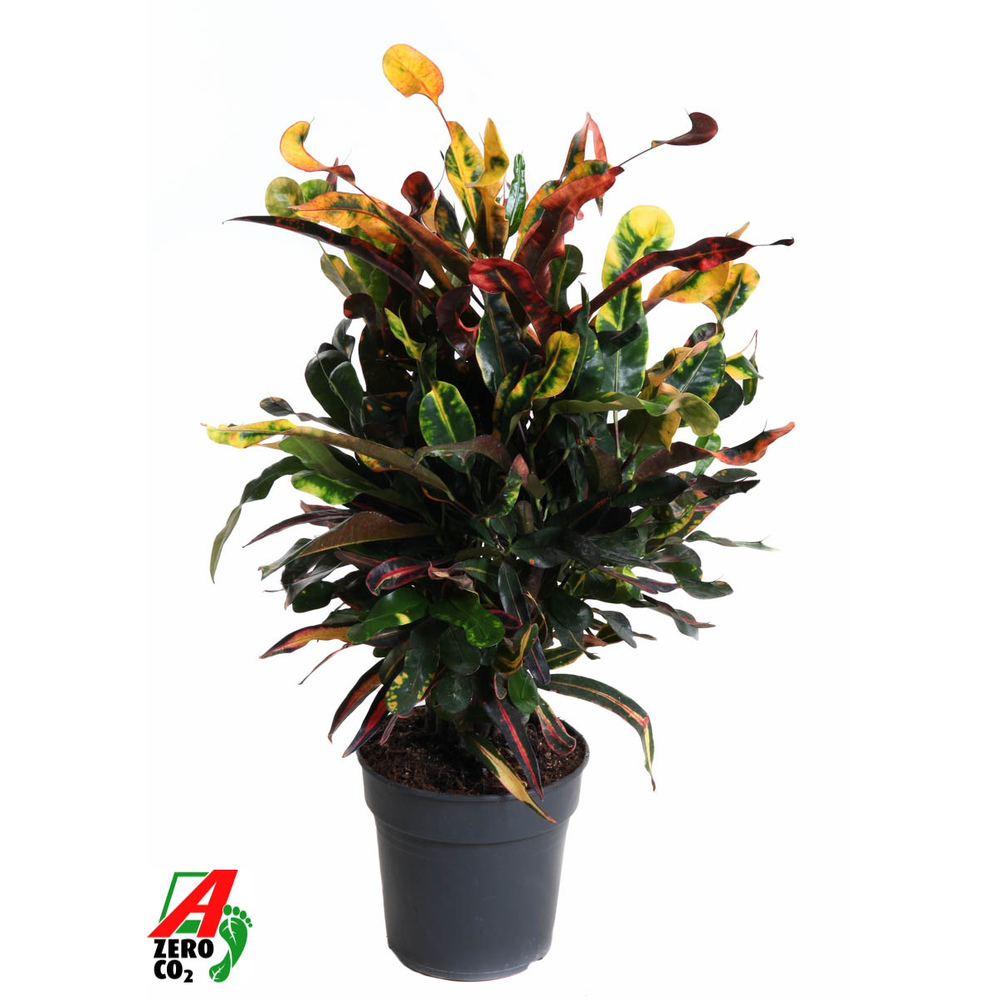 Codiaeum Mammi vertakt P19.