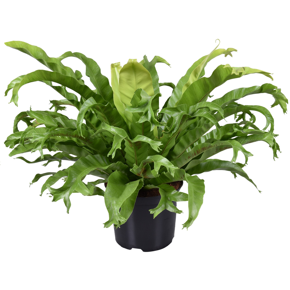 Asplenium Crissie.