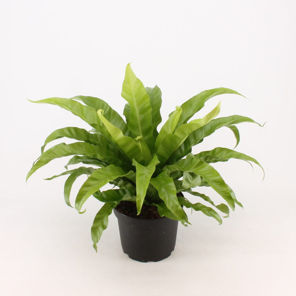 Asplenium Gemengd.