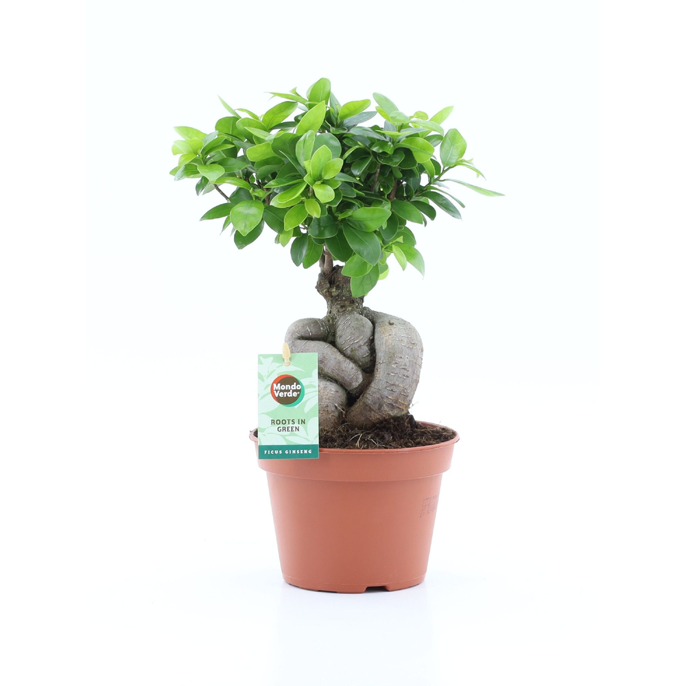 Ficus micr. Ginseng.