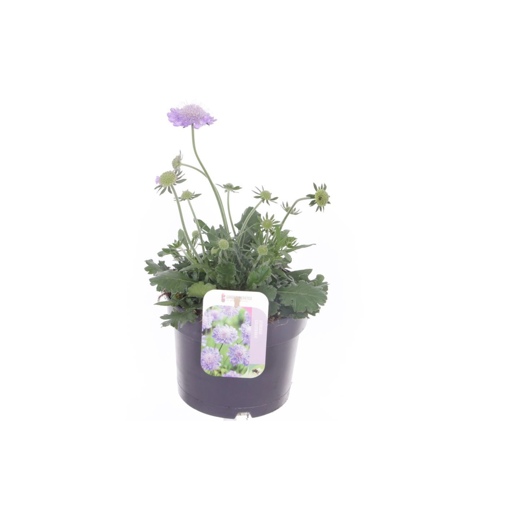 Scabiosa col. Mariposa Blue.