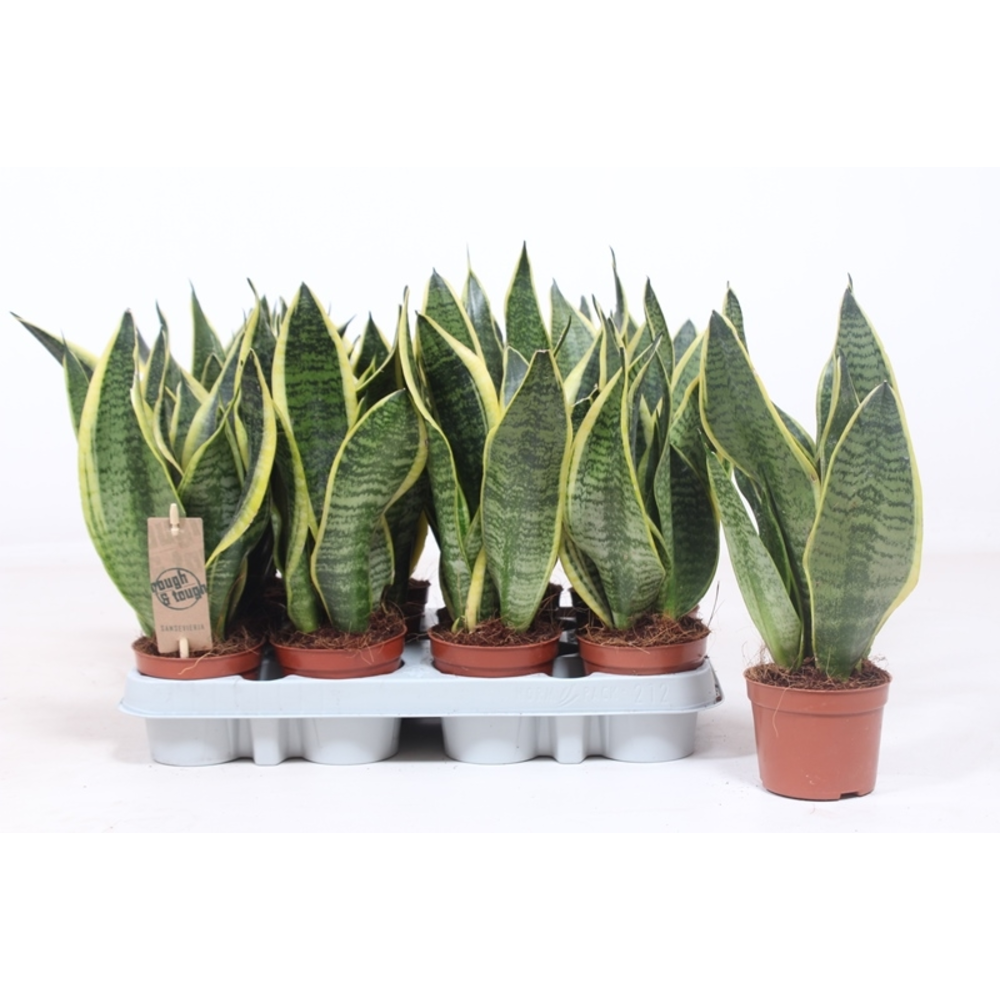 Sansevieria Superba.