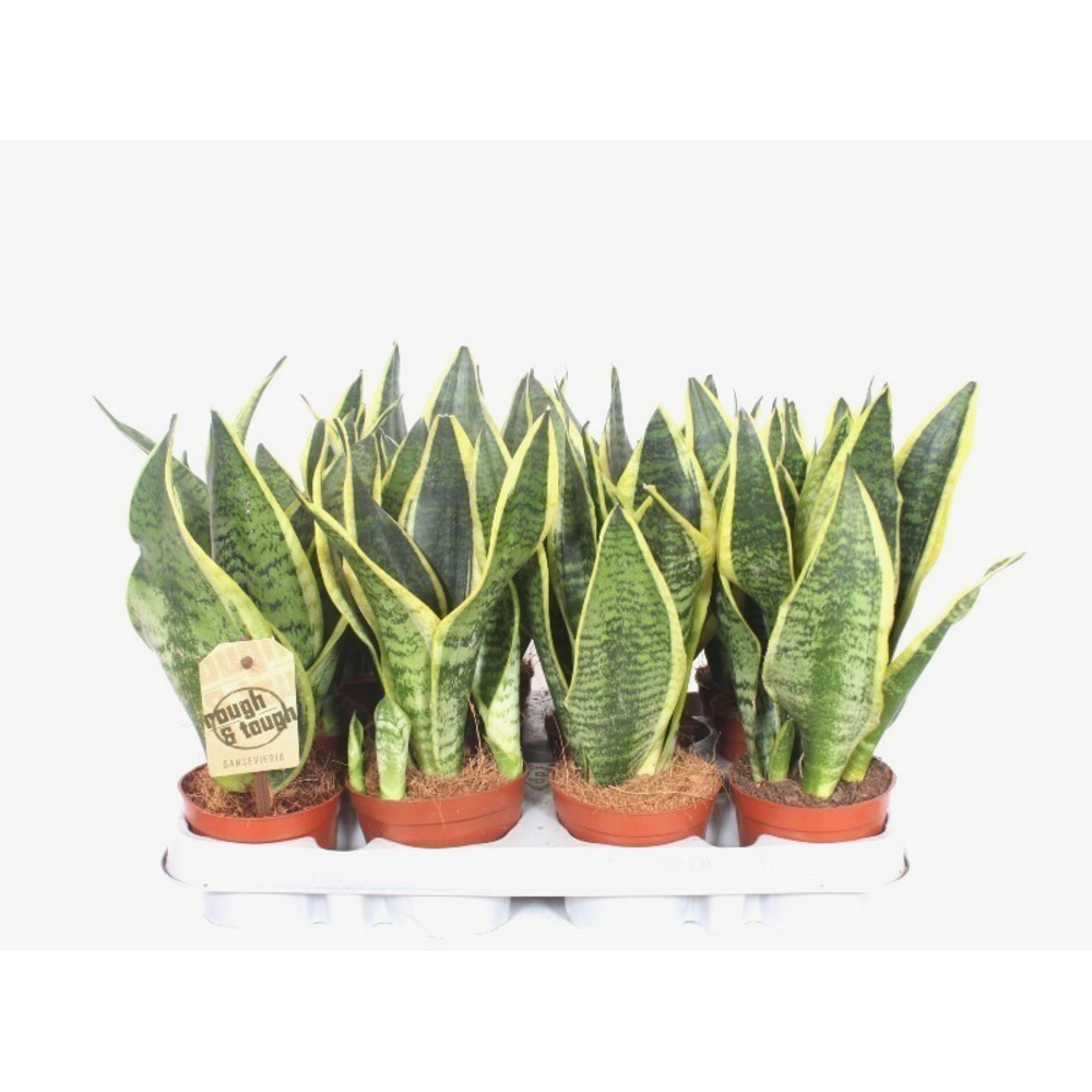 Sansevieria Superba.