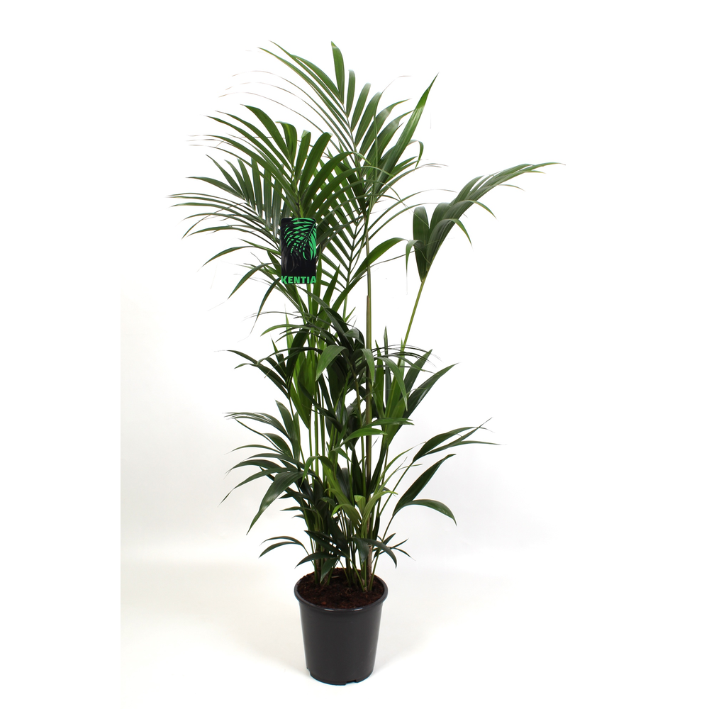 Kentia Howea Forsteriana 27 cm 180 cm hoog.