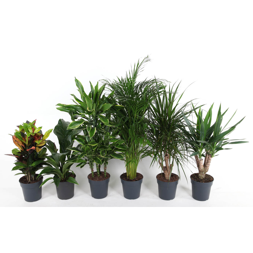 Mix pot 21 80cm.