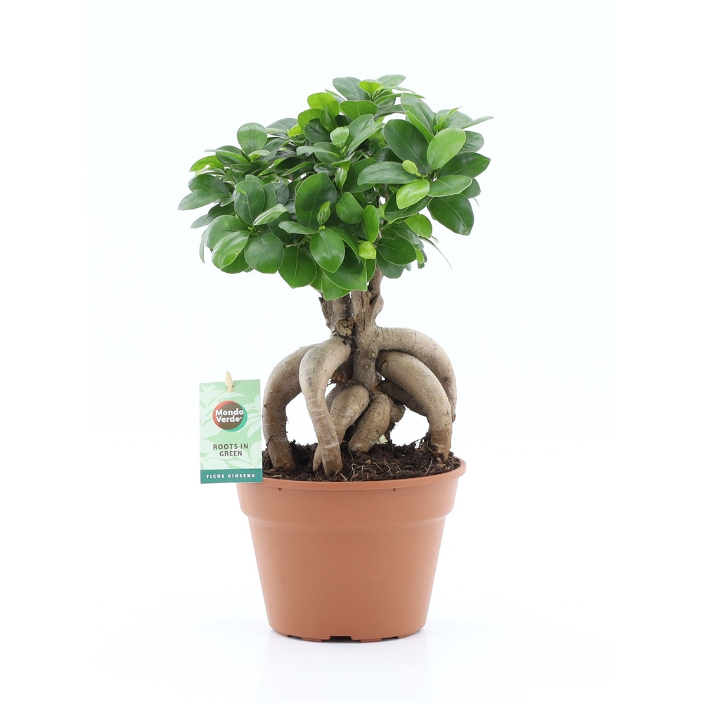 Ficus micr. Ginseng.