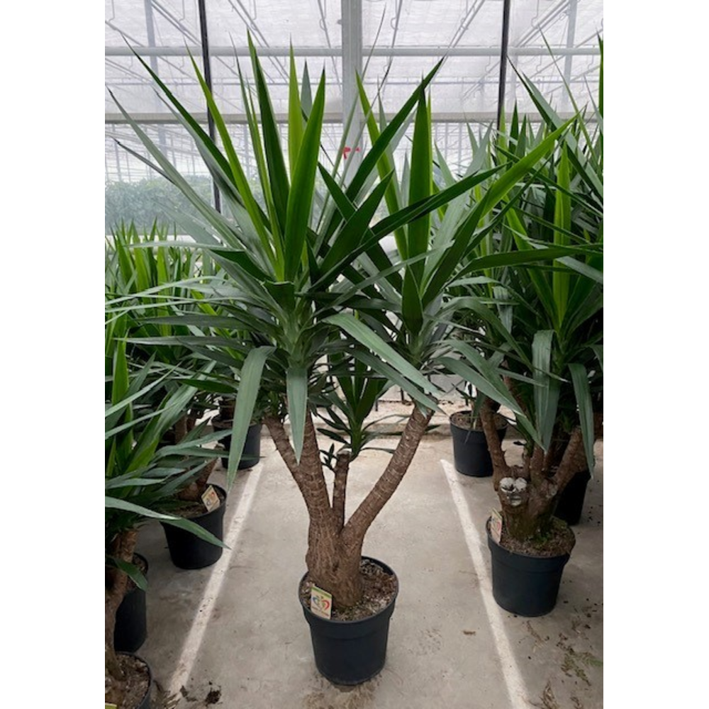 Yucca vertakt 3-arm P31.