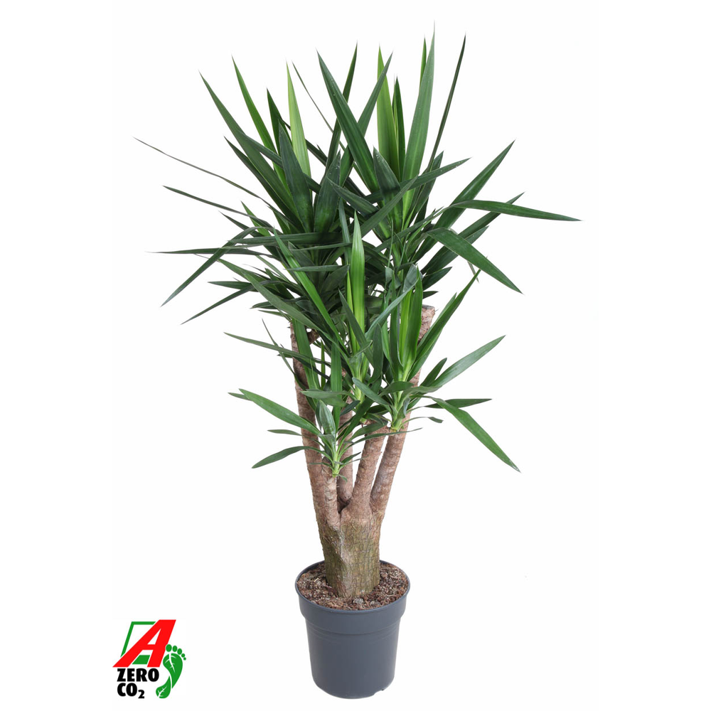 Yucca vertakt 4-arm P31.