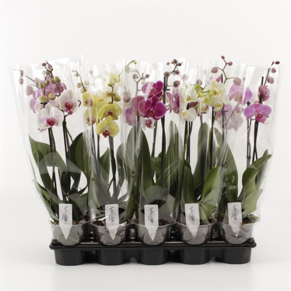 Phalaenopsis gemengd 2 Tak Mix Compact.