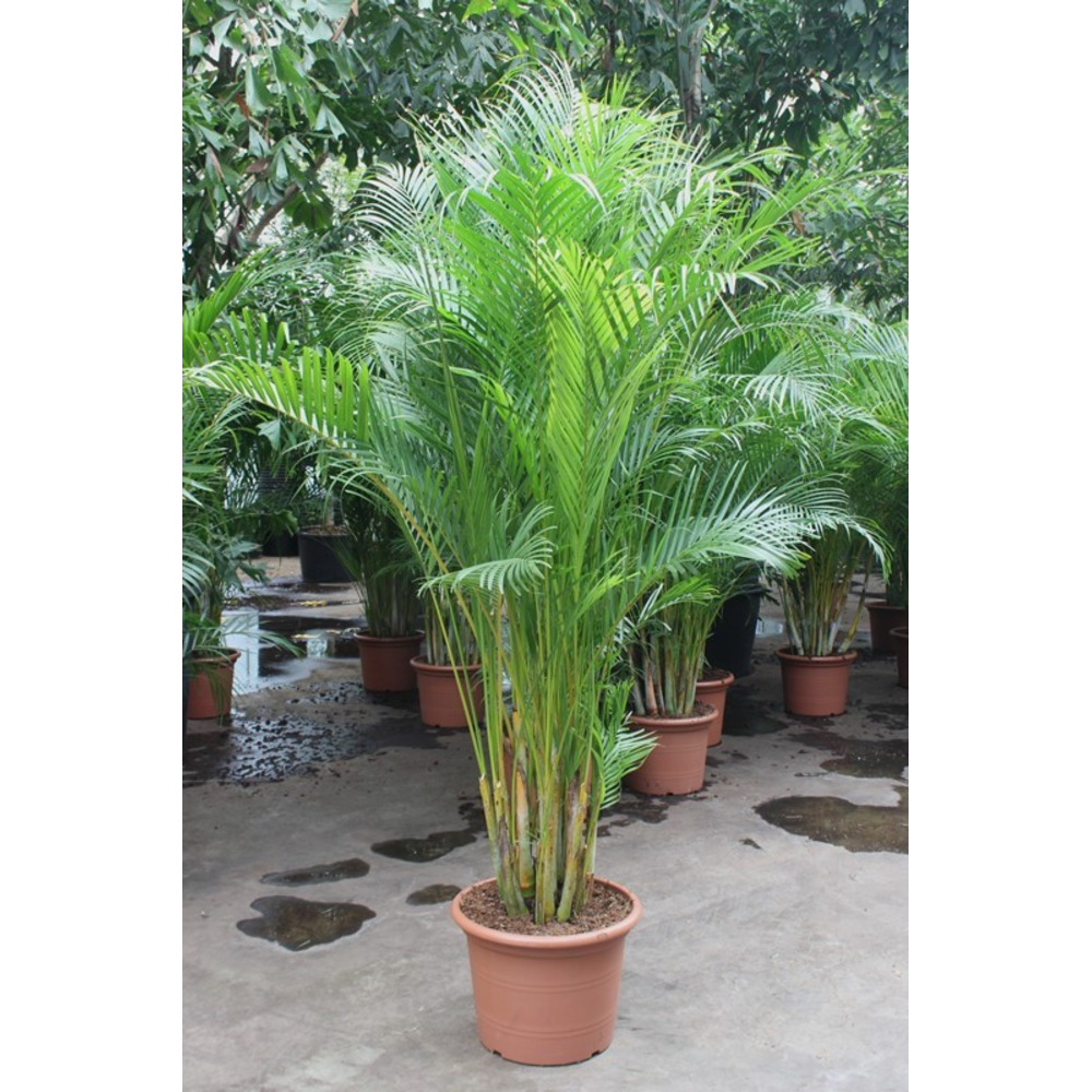 Dypsis lutescens (Areca).
