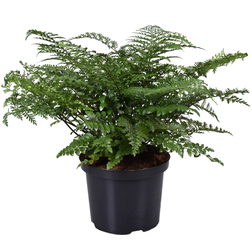 Asplenium Parvati.