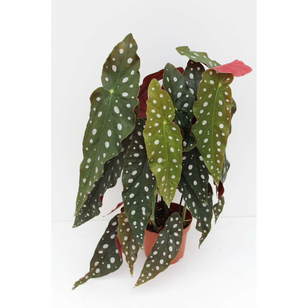 Begonia Maculata.