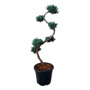 Juniperus chin. 'Blue Alps'.